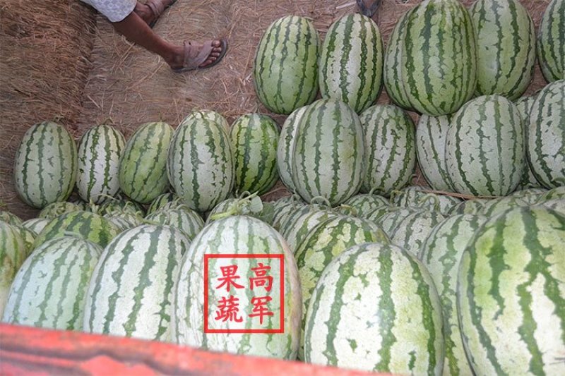 陕西金城五西瓜甜王黑皮无籽美都陕西西瓜合作社直供品质