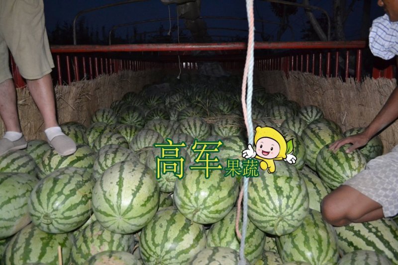 陕西金城五西瓜甜王黑皮无籽美都陕西西瓜合作社直供品质
