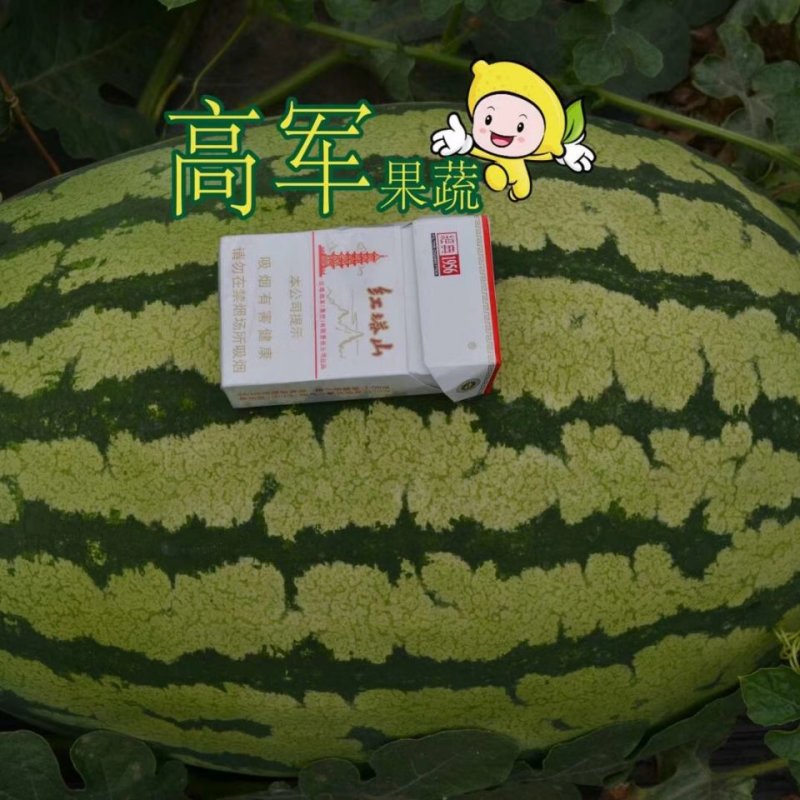 陕西金城五西瓜甜王黑皮无籽美都陕西西瓜合作社直供品质
