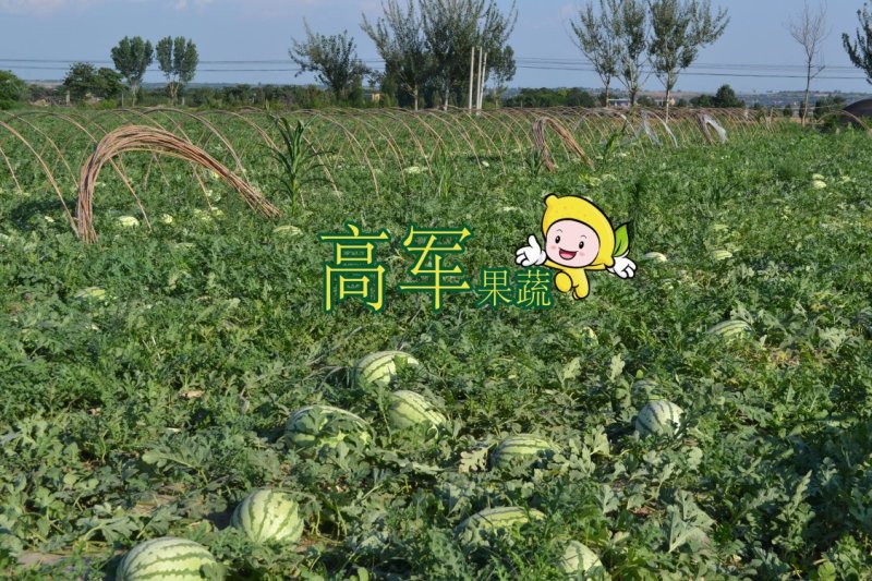 陕西金城五西瓜甜王黑皮无籽美都陕西西瓜合作社直供品质