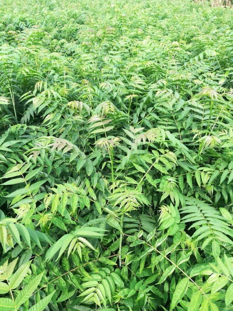 红油香椿苗規格：0.5公分、公路绿化工程苗：食用：用途广