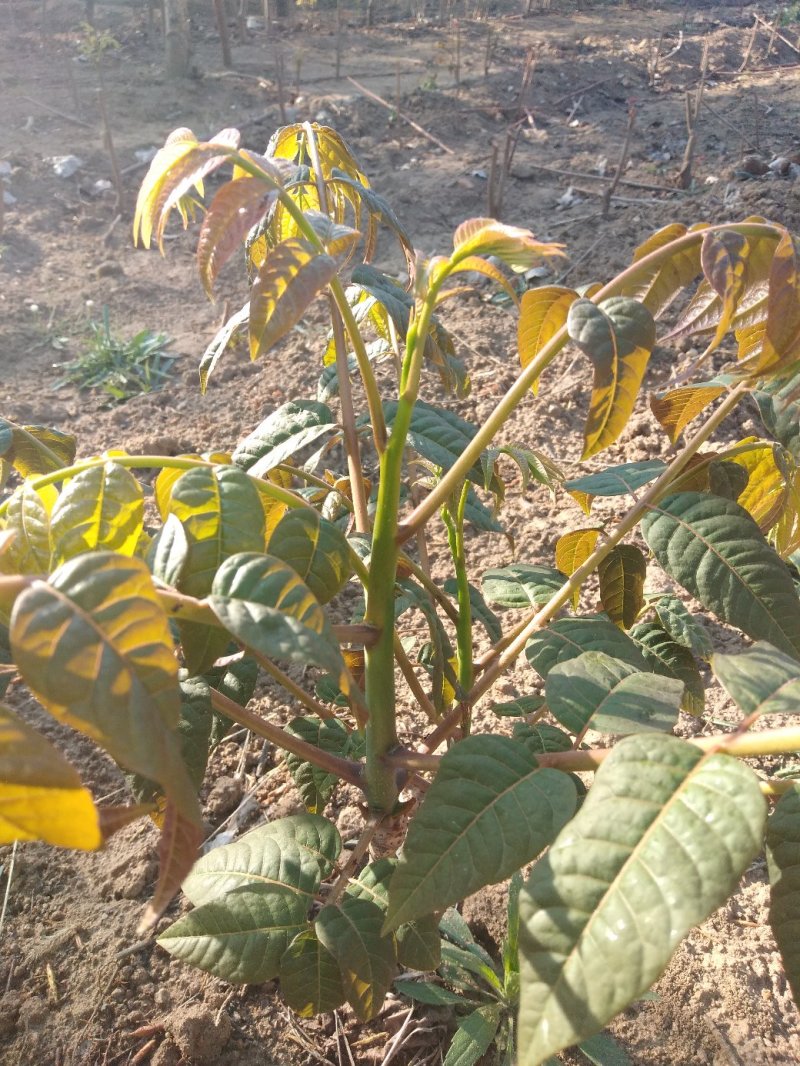 红油香椿苗規格：0.5公分、公路绿化工程苗：食用：用途广