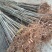 红油香椿苗規格：0.5公分、公路绿化工程苗：食用：用途广