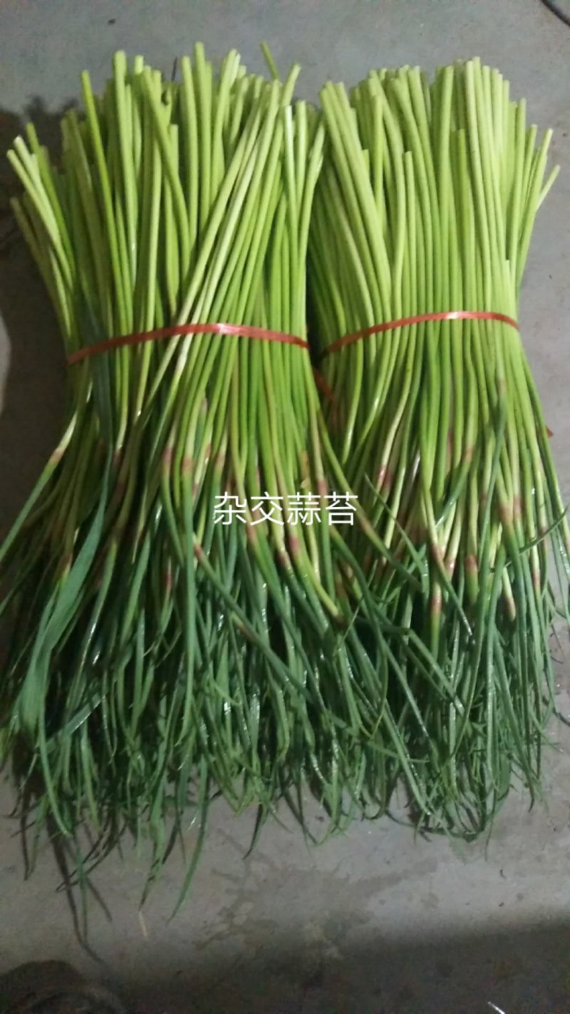 蒜苔上市了