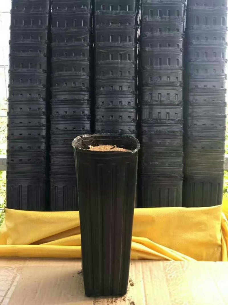 塑料营养杯育苗杯营养钵大小规格齐全育苗袋营养袋