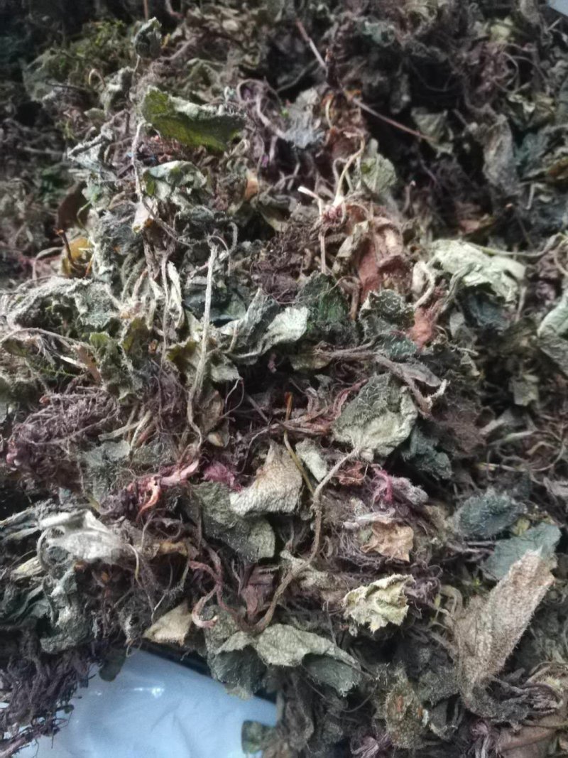 虎耳草