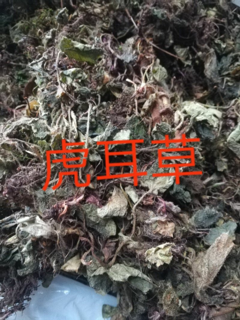 虎耳草