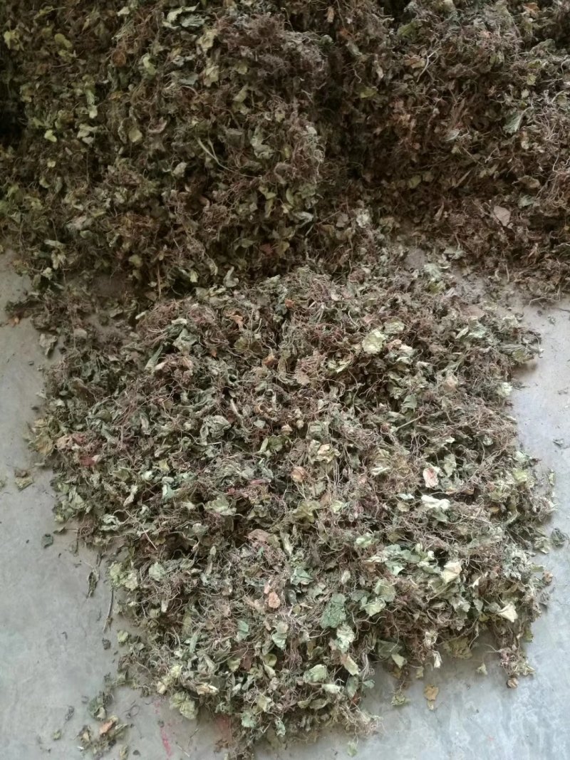 虎耳草