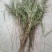 纯野生，有根，无根凤尾草，
