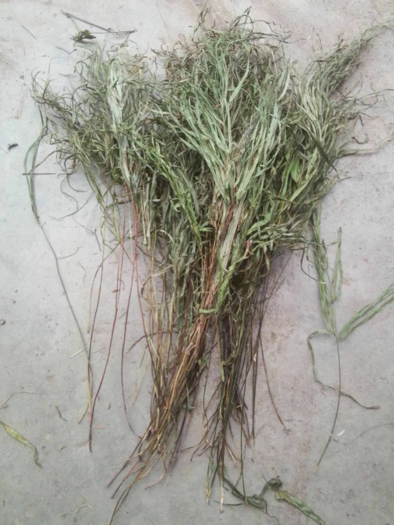 纯野生，有根，无根凤尾草，