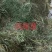 纯野生，有根，无根凤尾草，