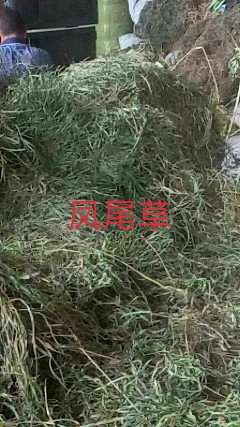 纯野生，有根，无根凤尾草，