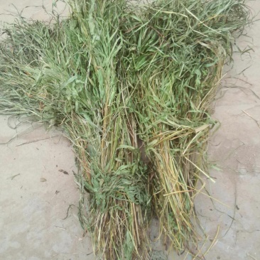 纯野生，有根，无根凤尾草，