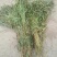 纯野生，有根，无根凤尾草，