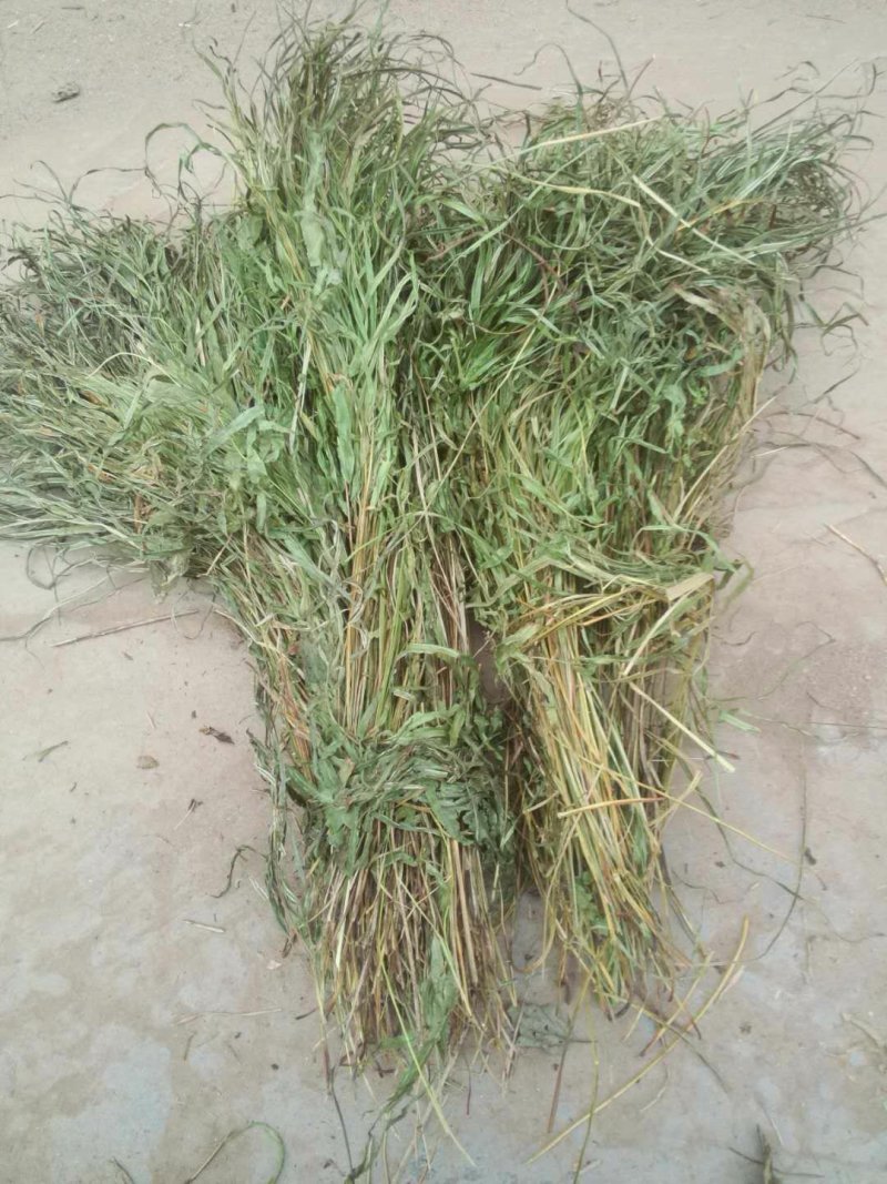 纯野生，有根，无根凤尾草，