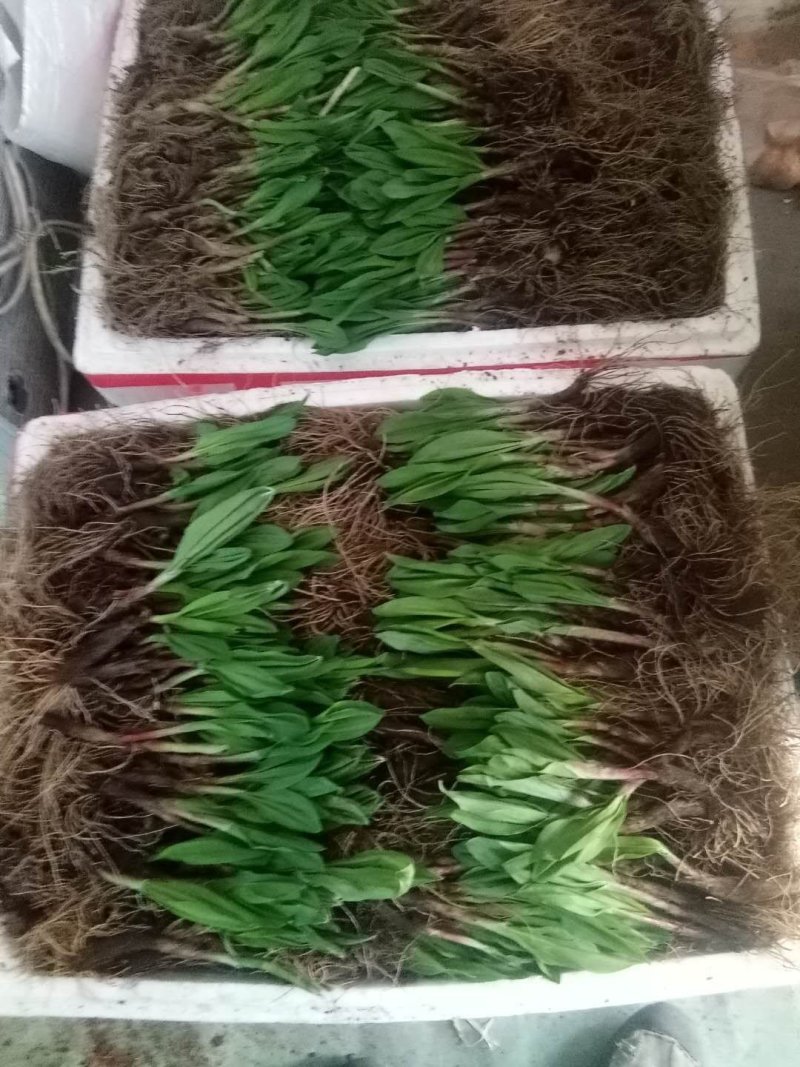 黑龙江野生寒葱苗，山葱苗