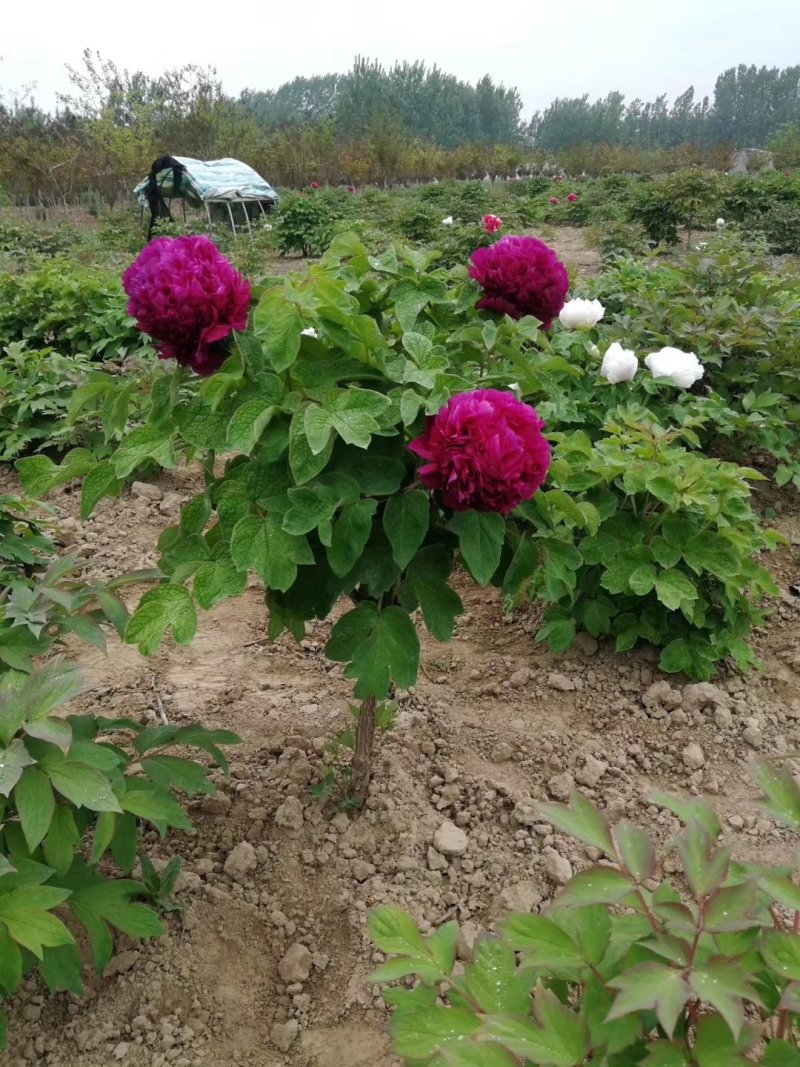观赏牡丹