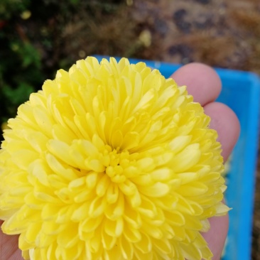 菊花苗婺源皇菊苗贡菊苗