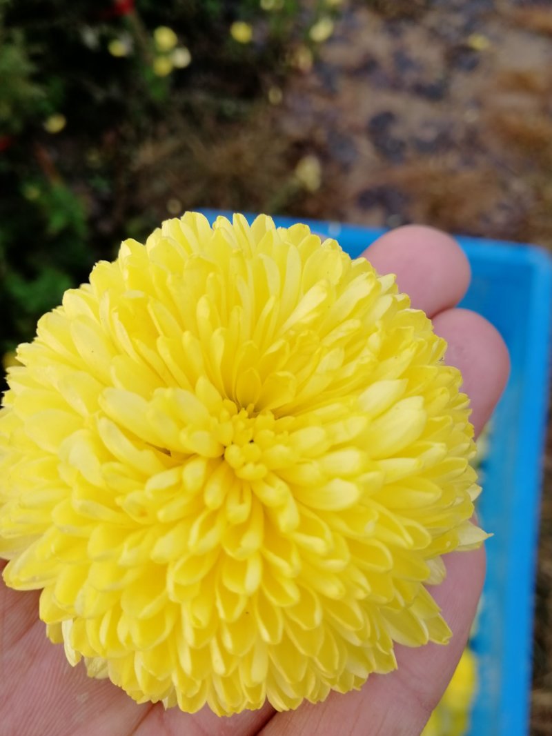 菊花苗婺源皇菊苗贡菊苗