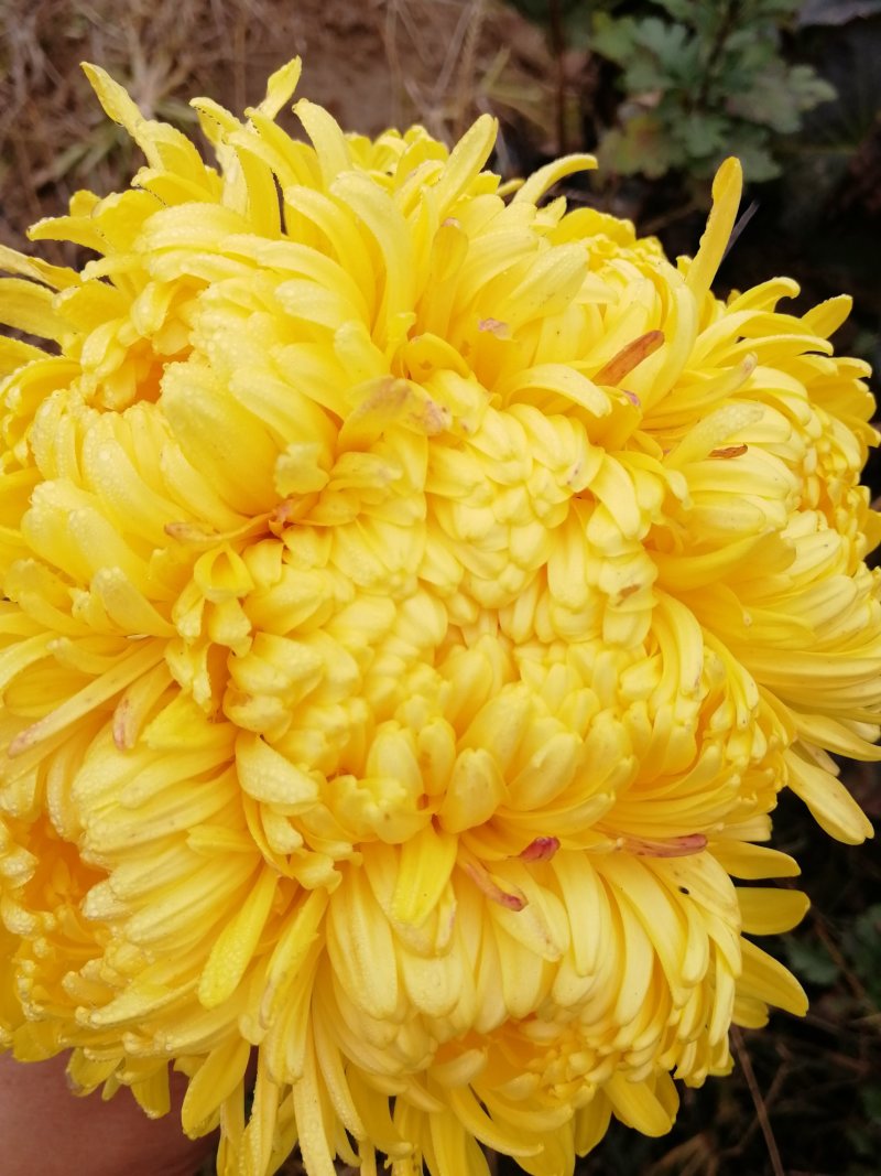 菊花苗婺源皇菊苗贡菊苗