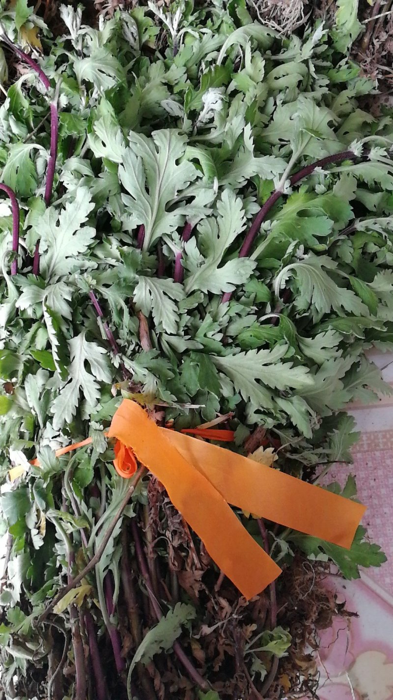 菊花苗婺源皇菊苗贡菊苗