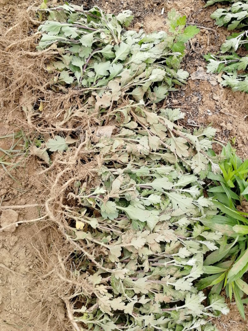 菊花苗婺源皇菊苗贡菊苗