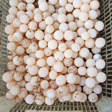 甲鱼蛋