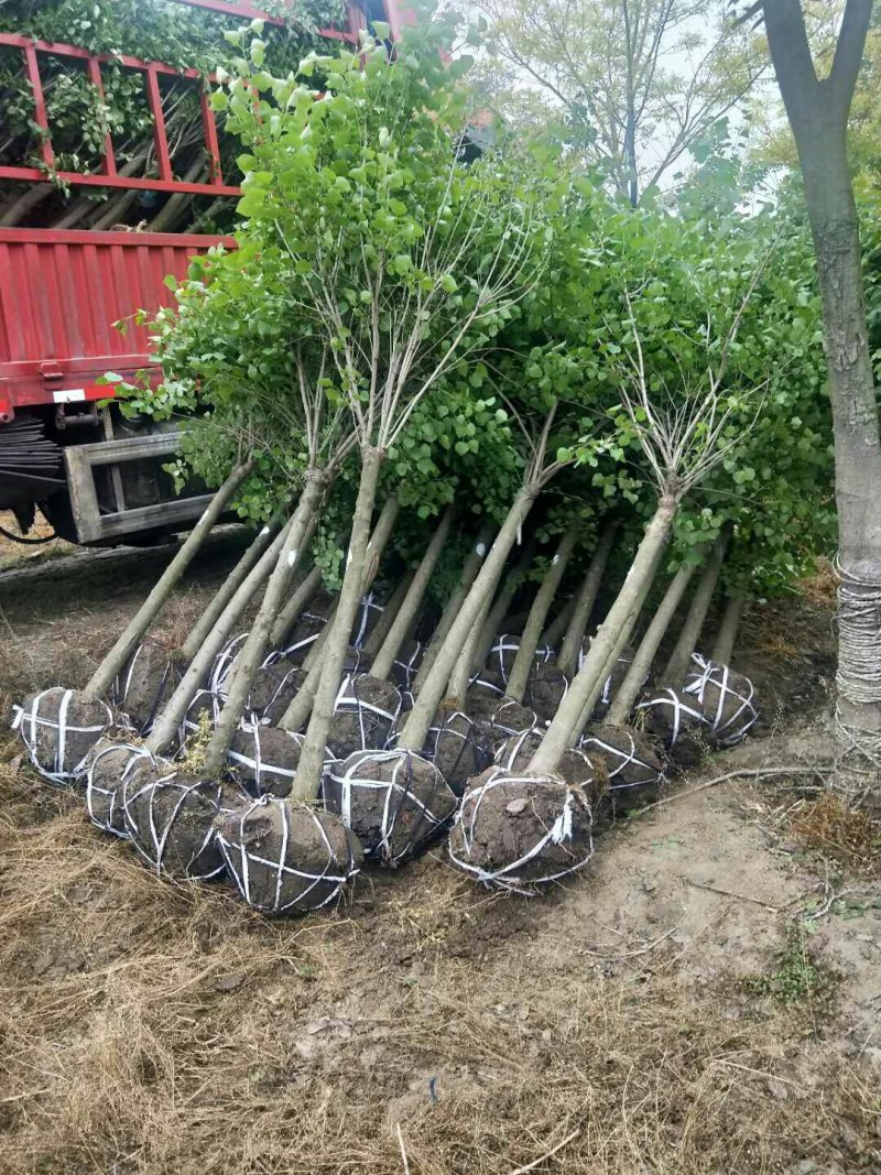 丁香6-7公分，质量保证，现货供应