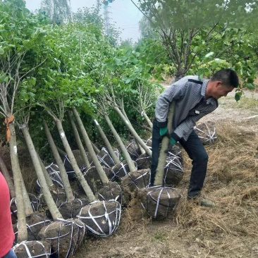 丁香6-7公分，质量保证，现货供应