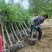 丁香6-7公分，质量保证，现货供应