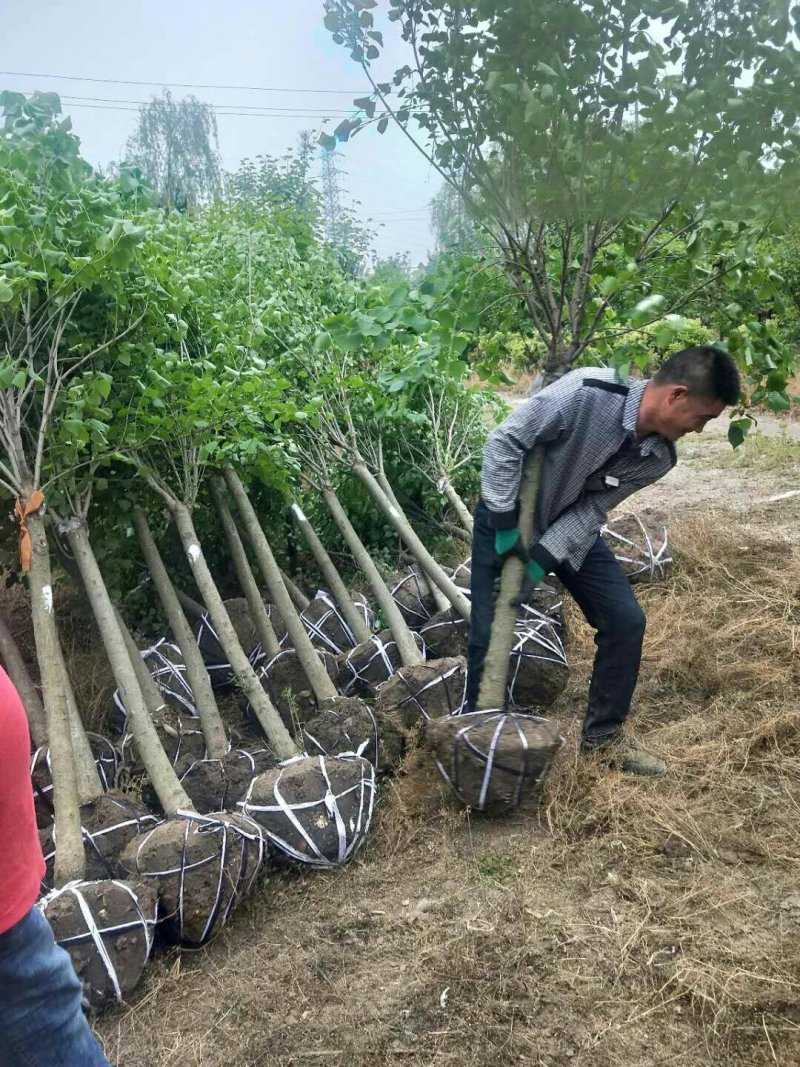 丁香6-7公分，质量保证，现货供应