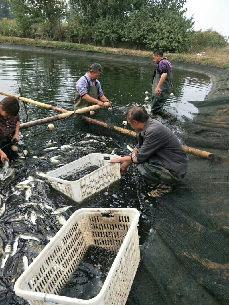 花鲢鱼苗