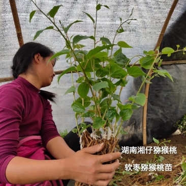 软枣猕猴桃苗/湖南大型专业苗圃
