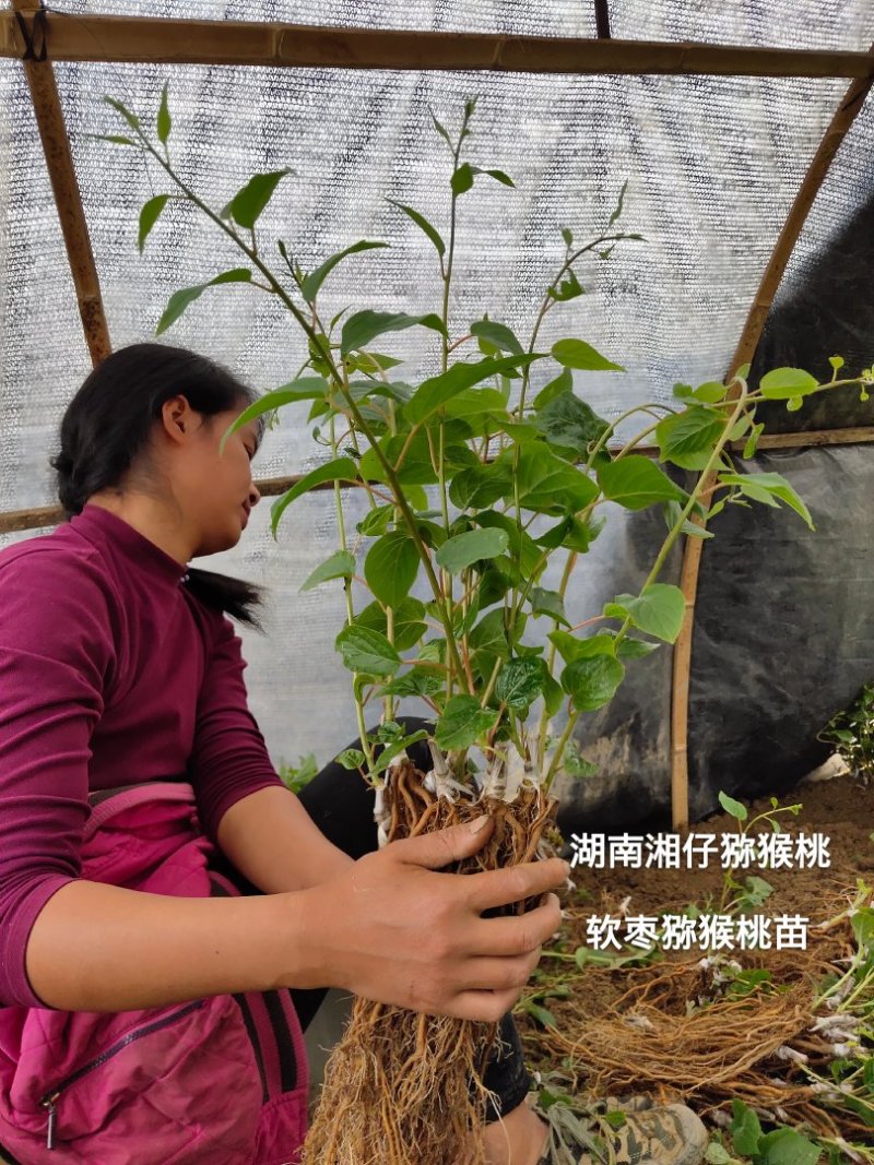 软枣猕猴桃苗/湖南大型专业苗圃