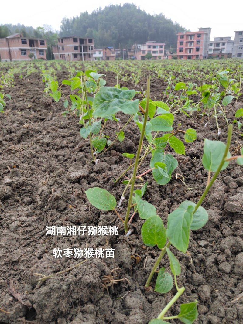 软枣猕猴桃苗/湖南大型专业苗圃
