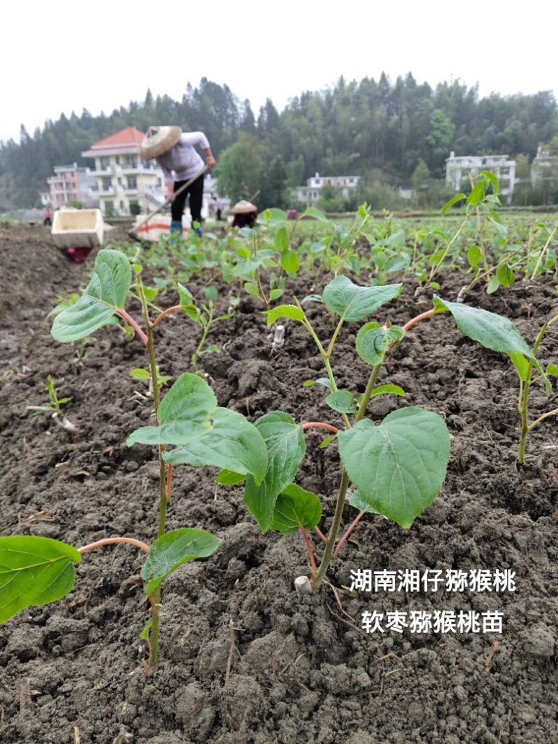 软枣猕猴桃苗/湖南大型专业苗圃