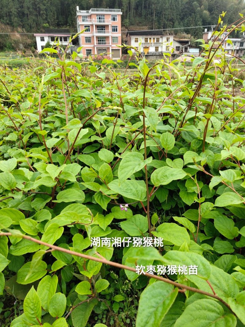 软枣猕猴桃苗/湖南大型专业苗圃