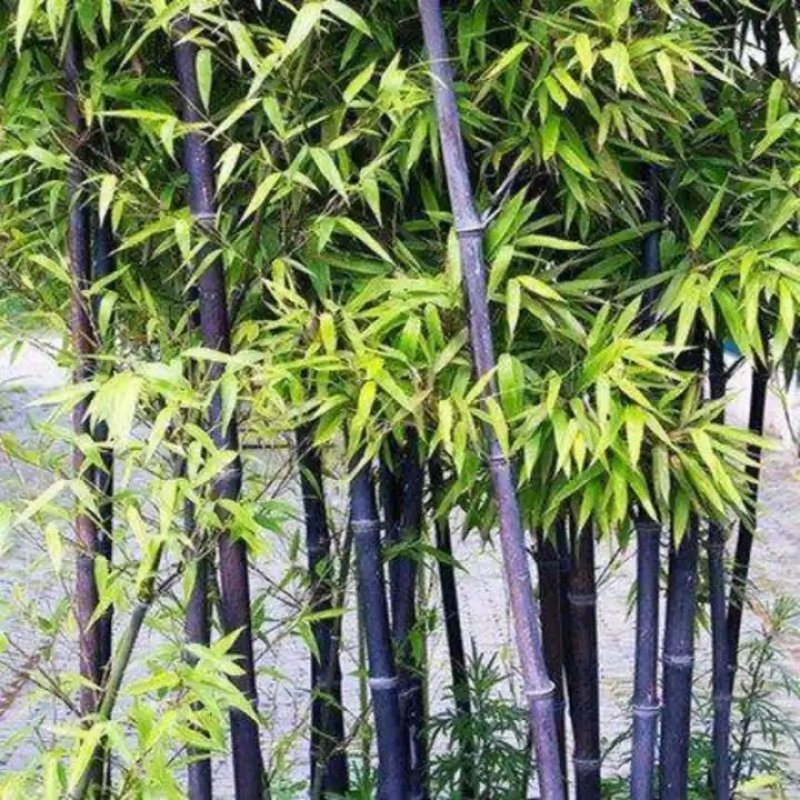 竹子规格齐全毛竹紫竹刚竹慈孝竹早园竹品种多
