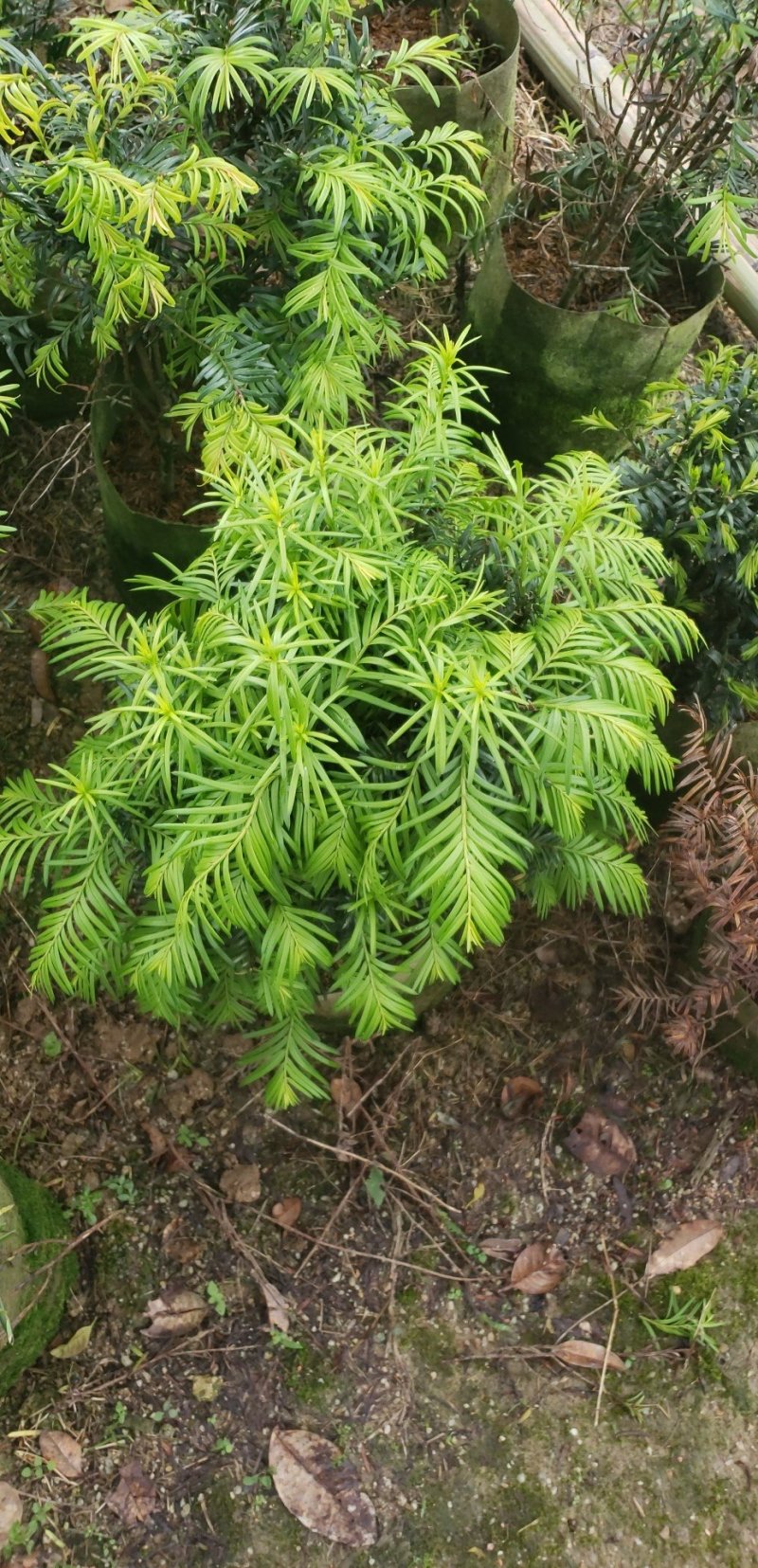红豆杉福建四海园基地直销