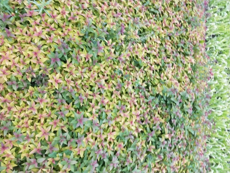 绣线菊金焰绣线菊死苗补发大量有货量大可优惠