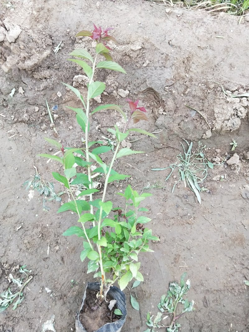 绣线菊金焰绣线菊死苗补发大量有货量大可优惠
