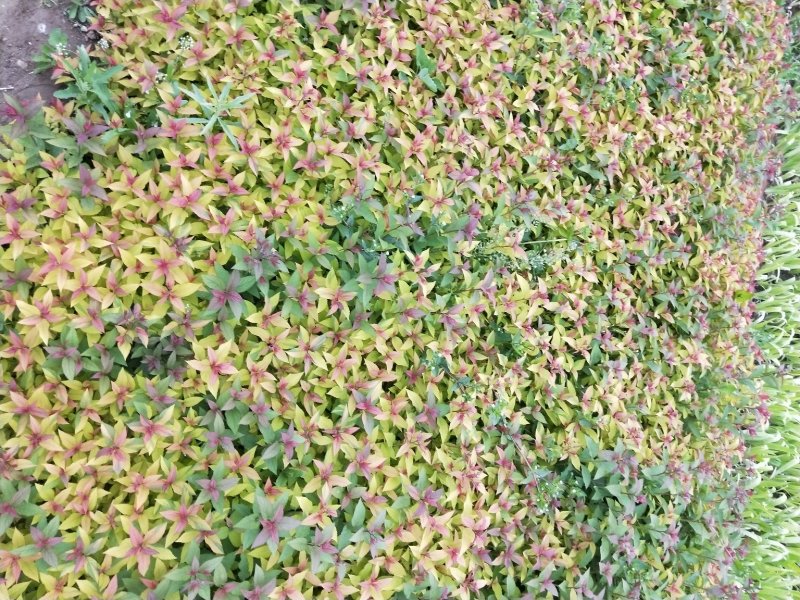 绣线菊金焰绣线菊死苗补发大量有货量大可优惠