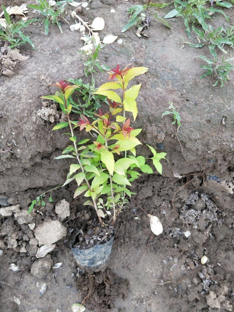 绣线菊金焰绣线菊死苗补发大量有货量大可优惠