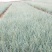 蓝羊茅蓝羊茅苗优质蓝羊茅大量上市支持实地看货