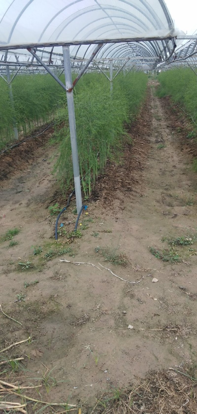 芦笋苗大量现货开始发货了