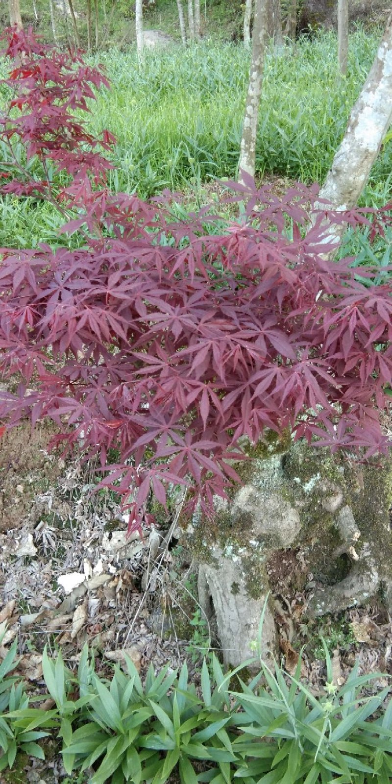 风景树红枫叶