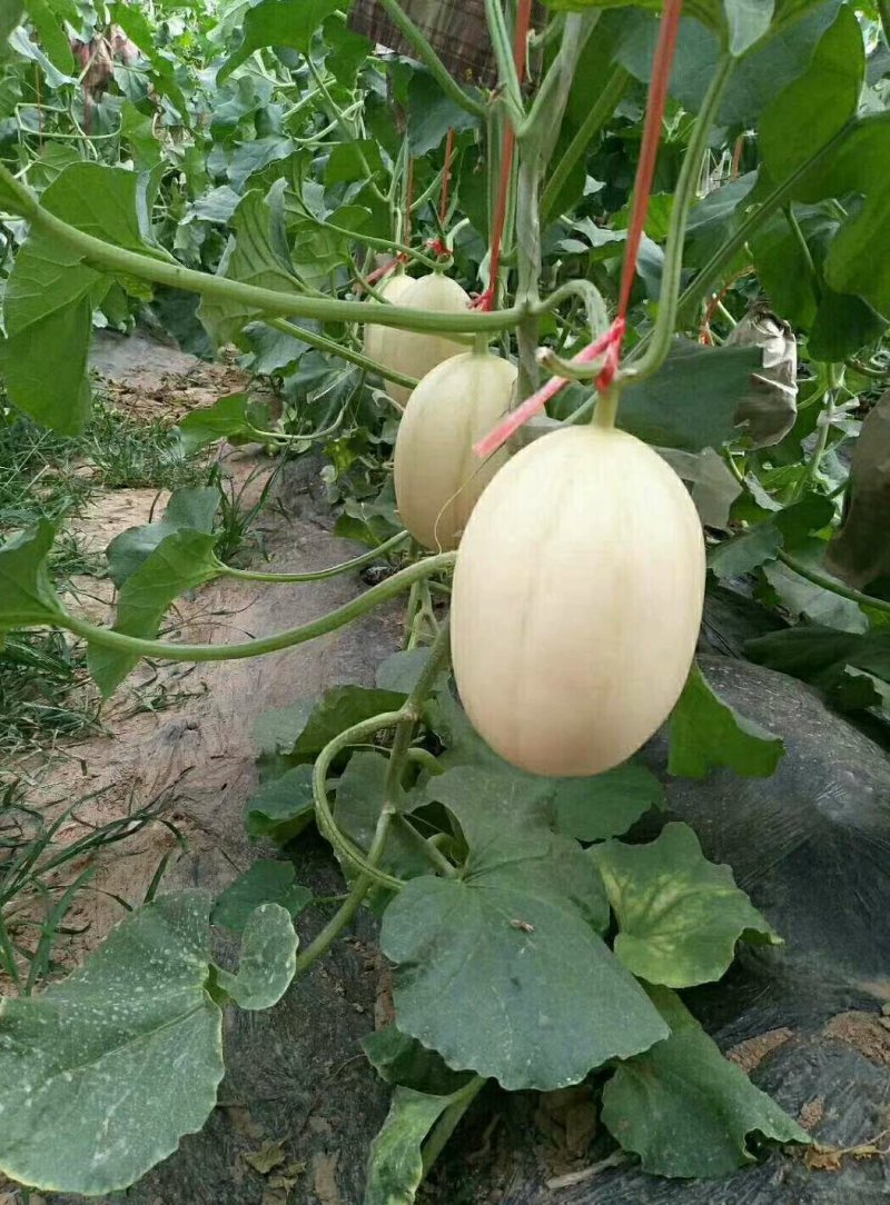 东方蜜
