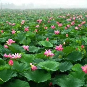 荷花苗，睡莲苗