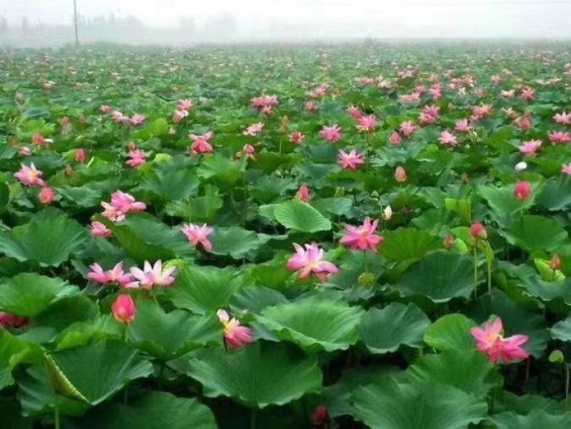 荷花苗，睡莲苗