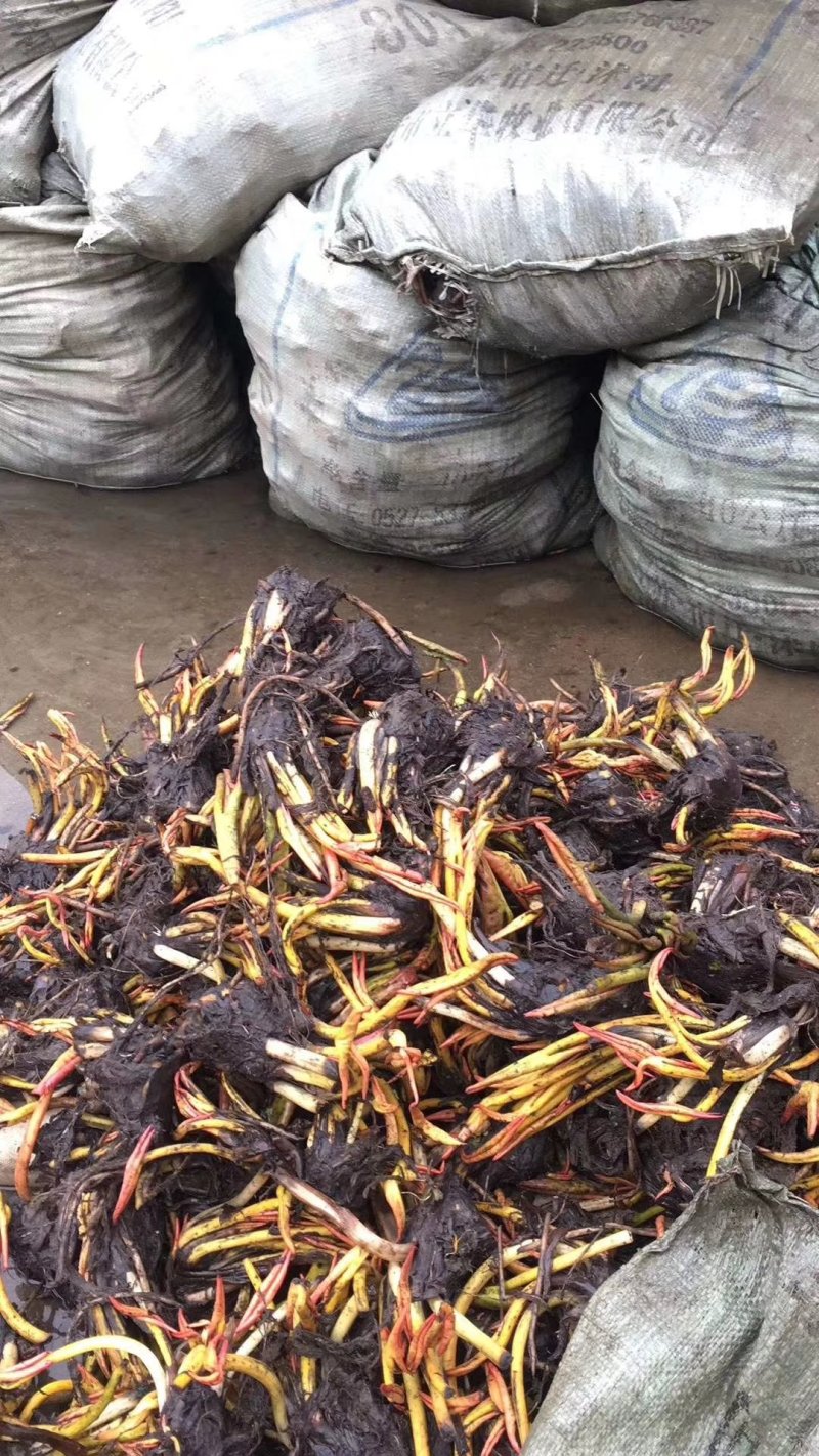 荷花苗，睡莲苗